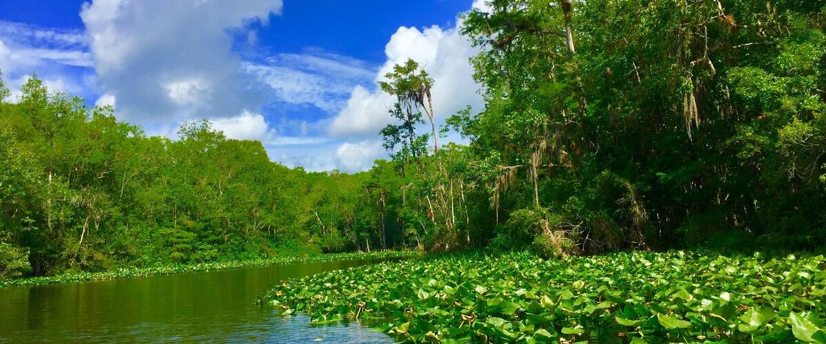 A lush green landscape with a river surrounded by dense foliage and trees.