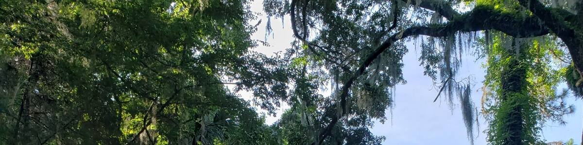 Hunting insects with Chopi. Who needs pet stores when you have acres of land you can hunt in.
#adventure #chopithecrosscountrychameleon