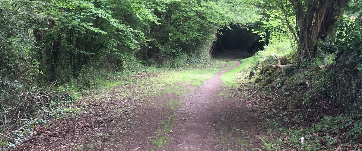 A forested path leading to a tunnel.