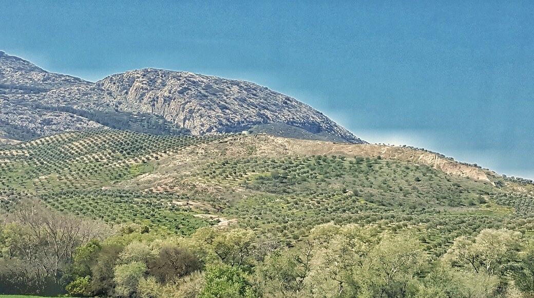 Fields of olive mountain full of rows of Olive tree
Beautiful site