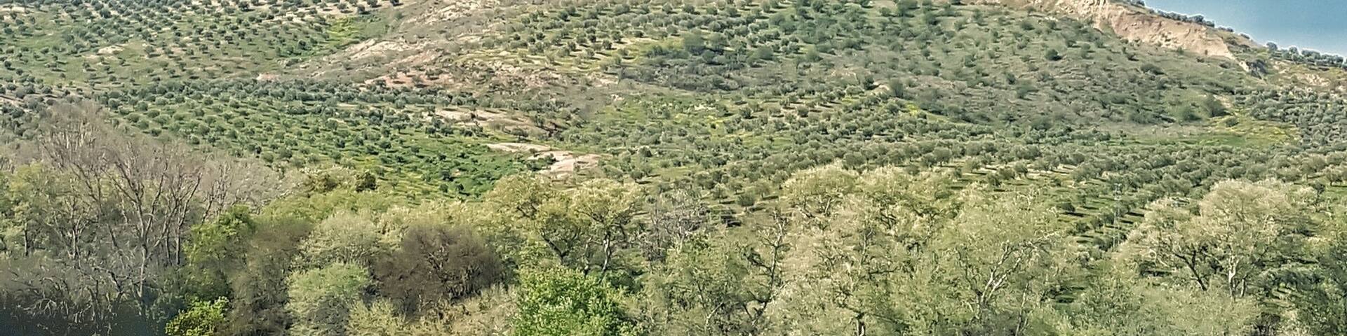 Fields of olive mountain full of rows of Olive tree
Beautiful site