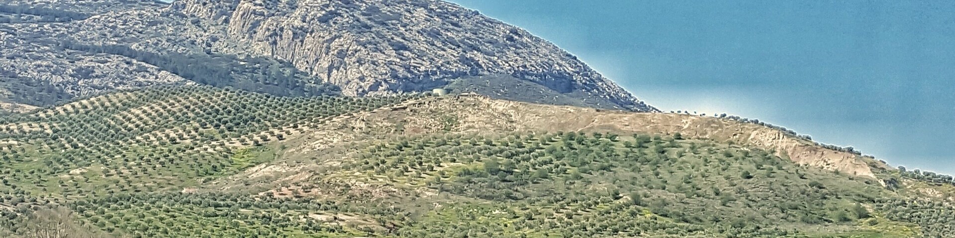 Fields of olive mountain full of rows of Olive tree
Beautiful site