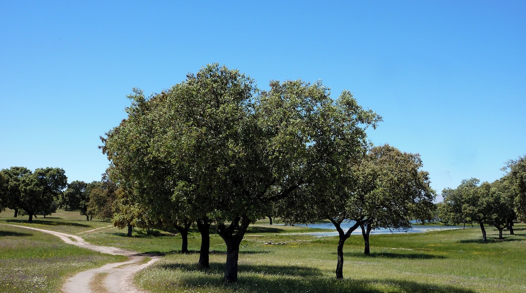 View towards the Embalse del Villar - Flower Meadows