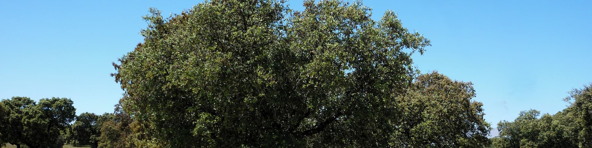 View towards the Embalse del Villar - Flower Meadows
