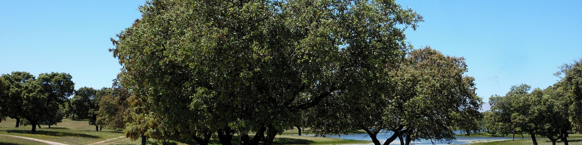 View towards the Embalse del Villar - Flower Meadows