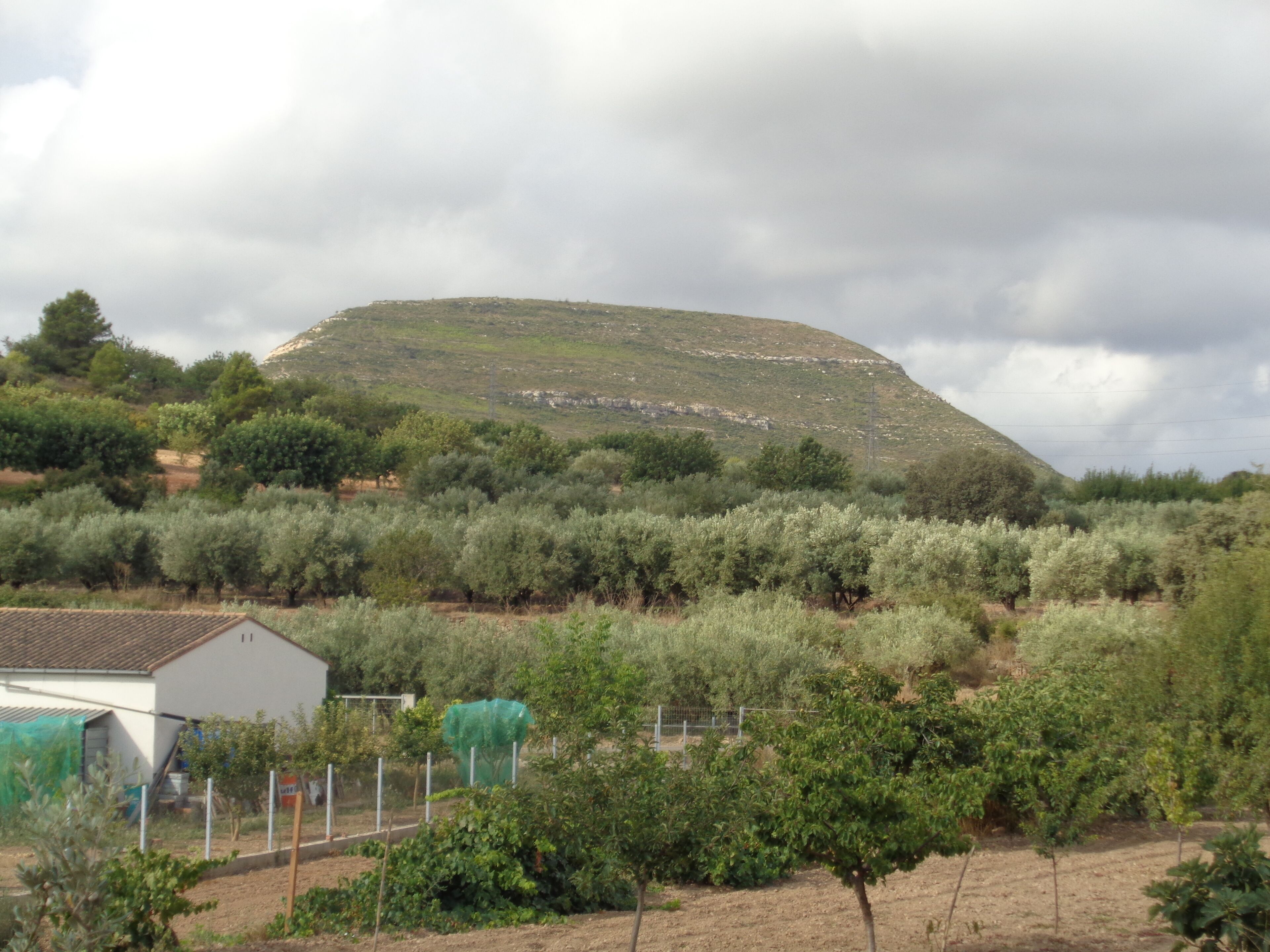 A vineyard with rows of grapevines, a white building, and a hill in the background.