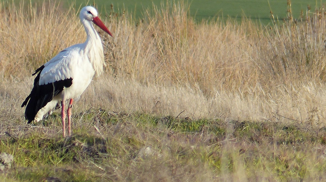 Cigüeña en tierra cerca del cementerio de Fuente el Saz (estepas cerealistas del Jarama)