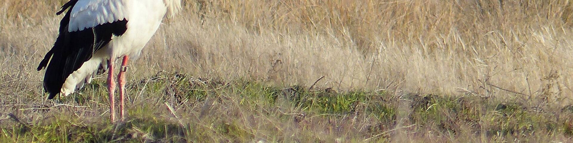 Cigüeña en tierra cerca del cementerio de Fuente el Saz (estepas cerealistas del Jarama)