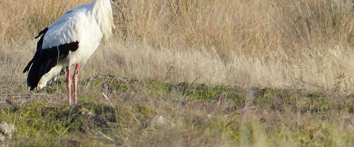 A stork standing in a grassy field with a green field in the background.