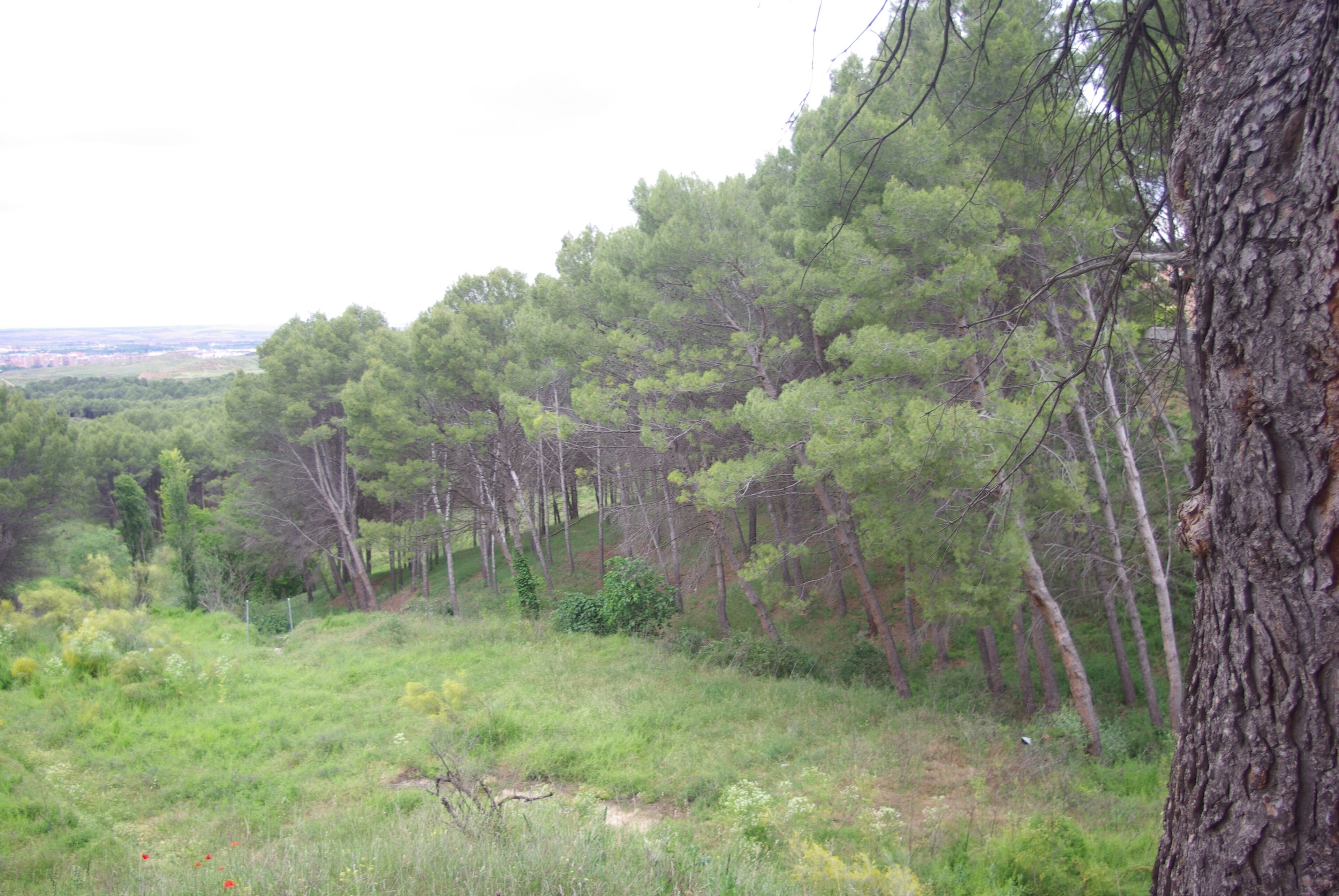 ® ALCALA DE HENARES JARDIN SOBRE EL RIO HENARES