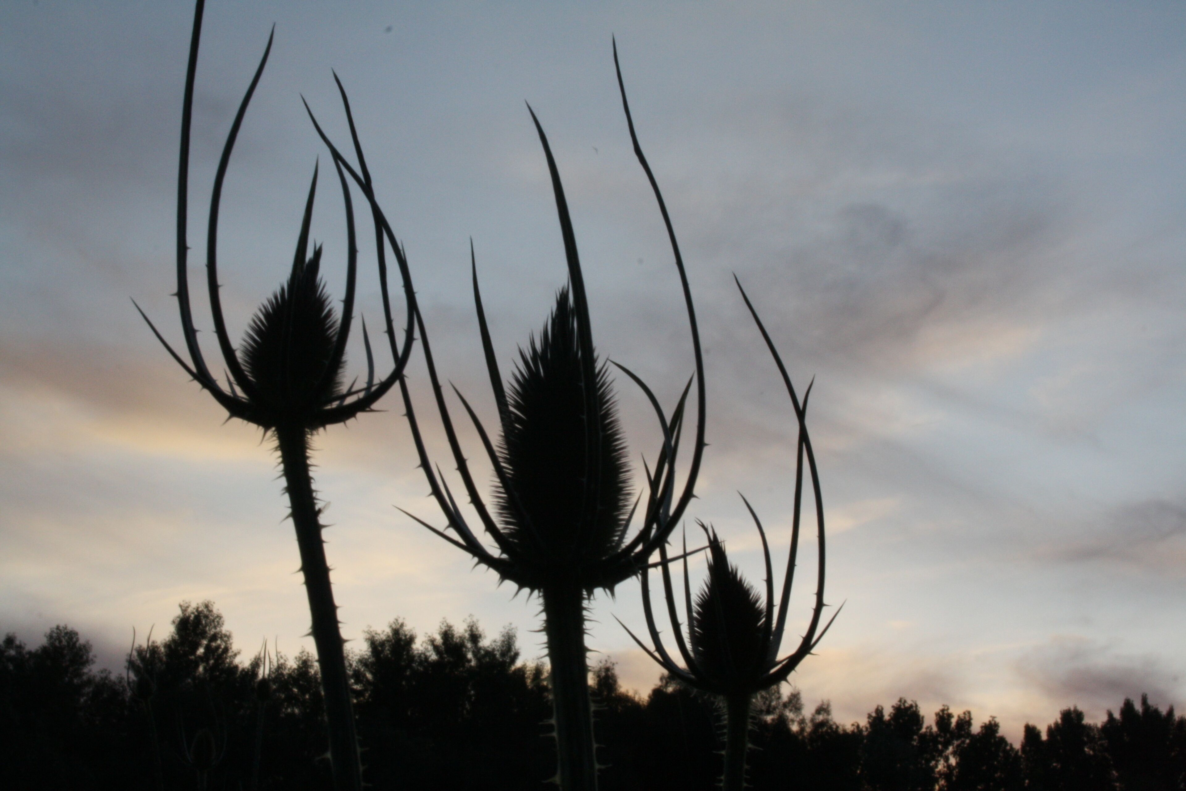 ALREDEDORES COTORREDONDO