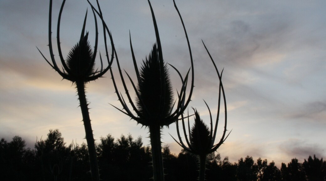 ALREDEDORES COTORREDONDO