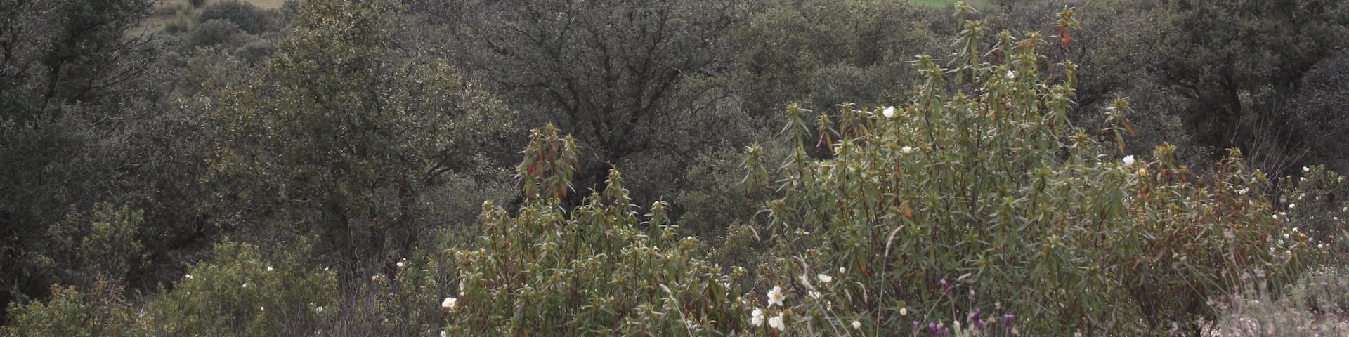 ALREDEDORES COTORREDONDO