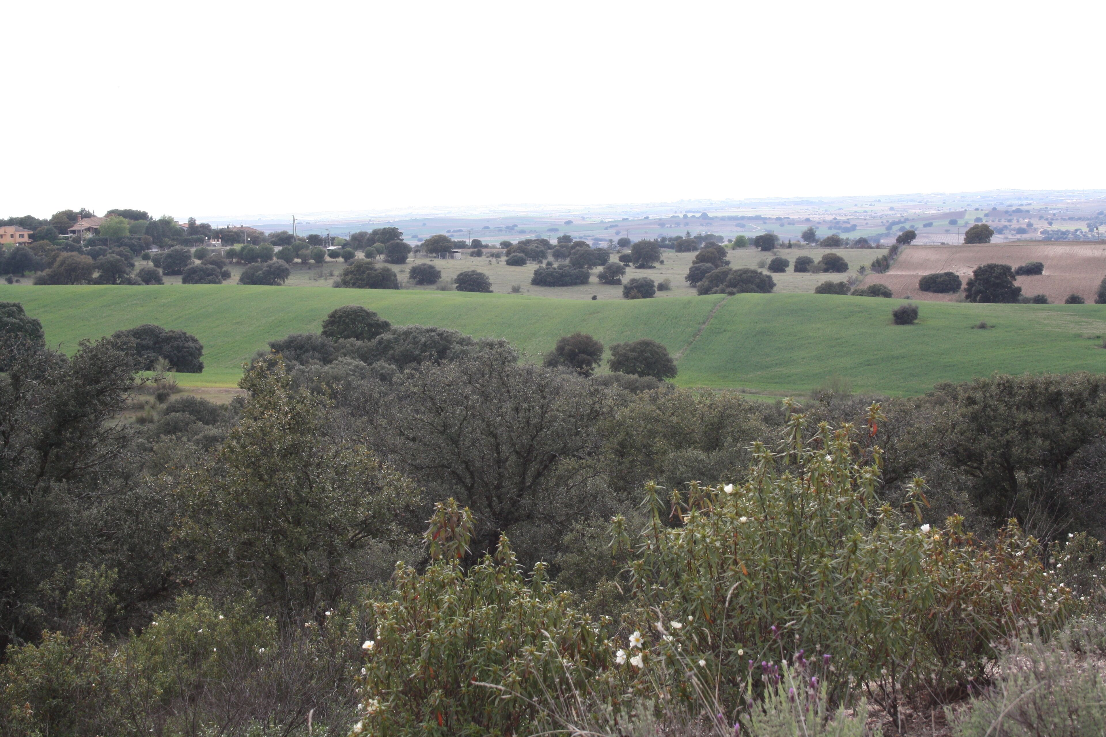 A rural landscape with rolling green fields, scattered trees, and a distant view of a town.