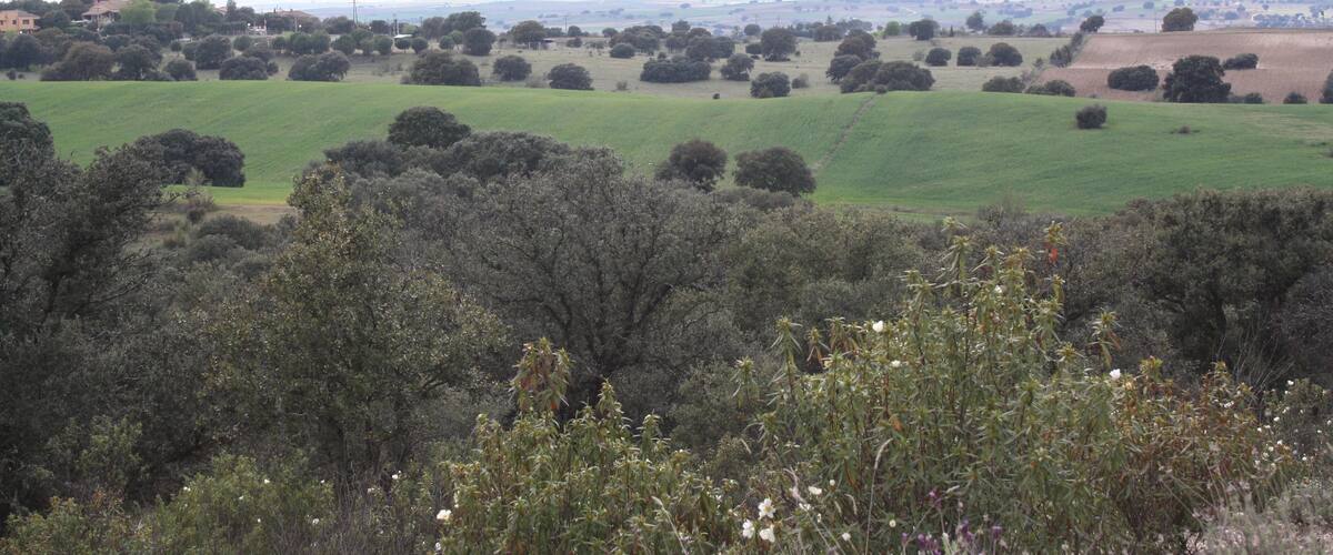 A rural landscape with rolling green fields, scattered trees, and a distant view of a town.