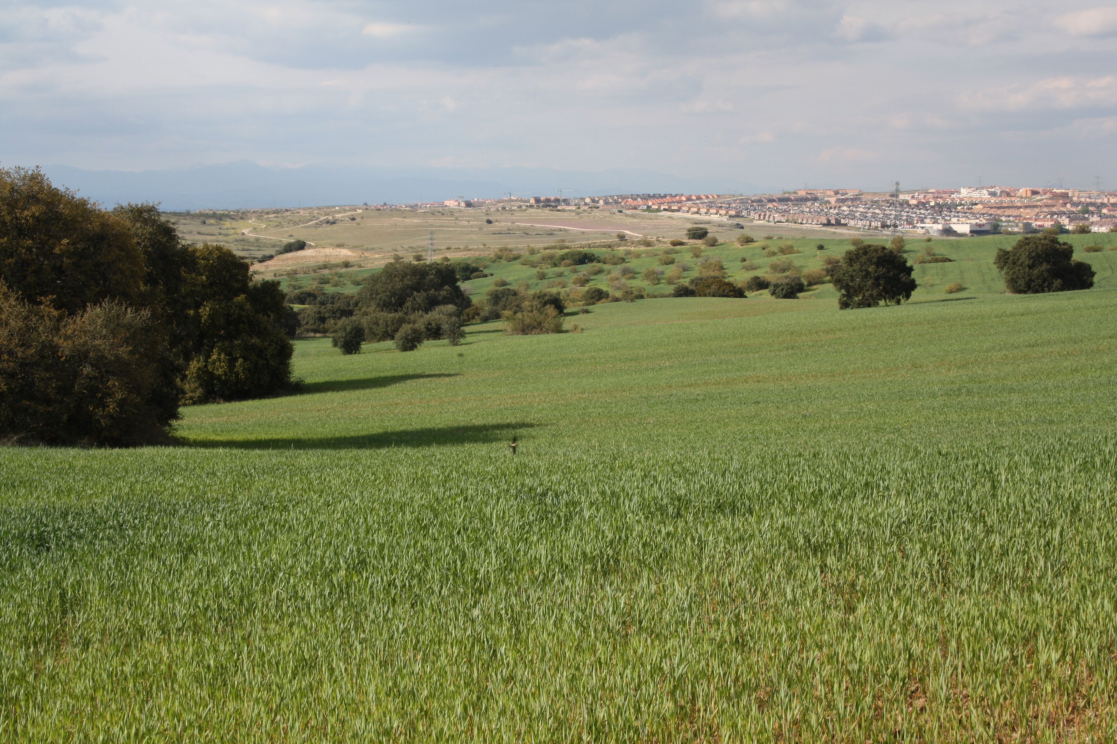 ALREDEDORES COTORREDONDO