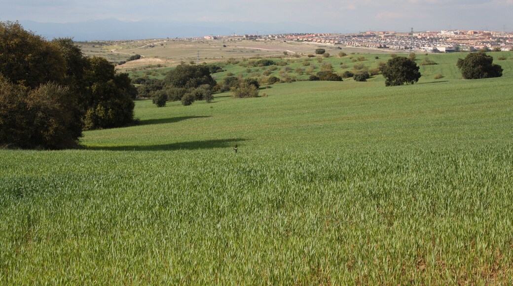 ALREDEDORES COTORREDONDO