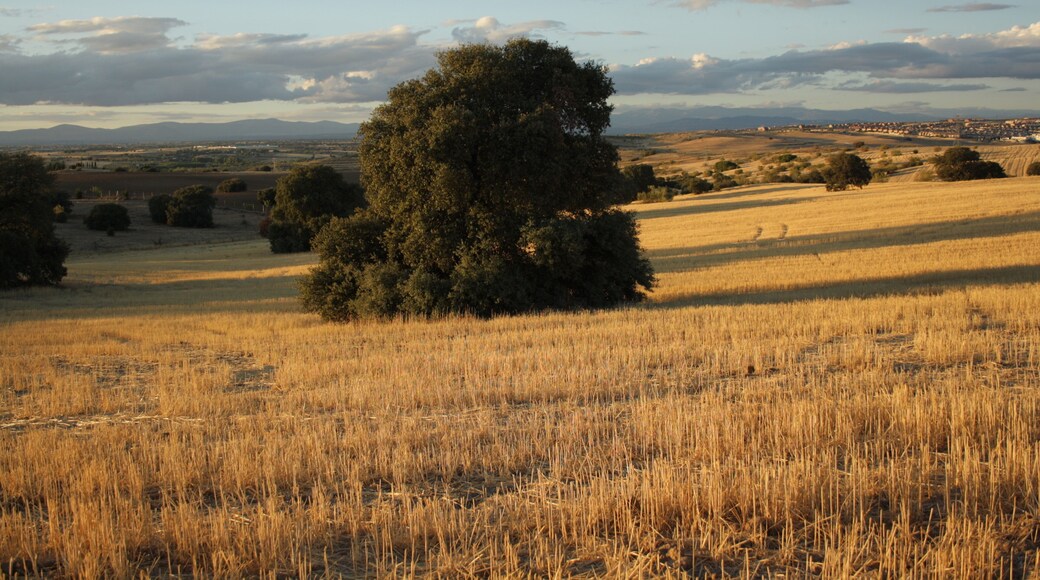 ALREDEDORES COTORREDONDO