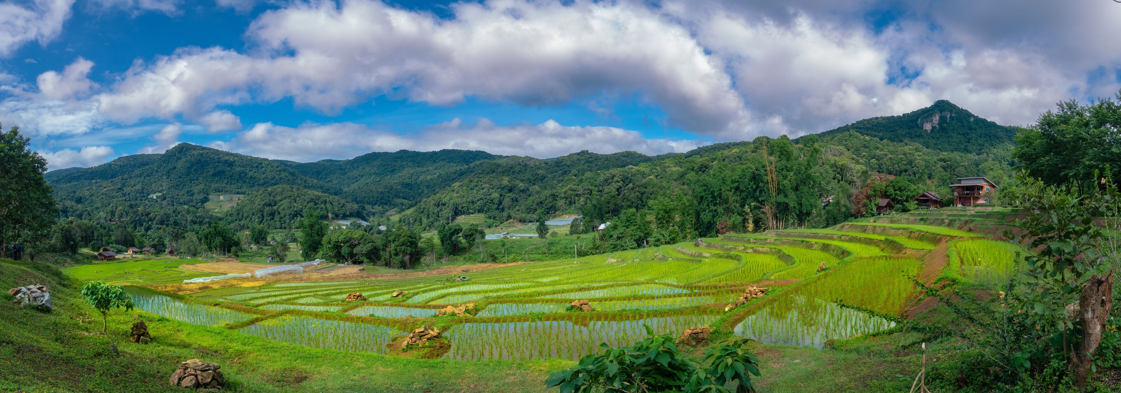 Terraced rice fields, a mountain, and a small village.