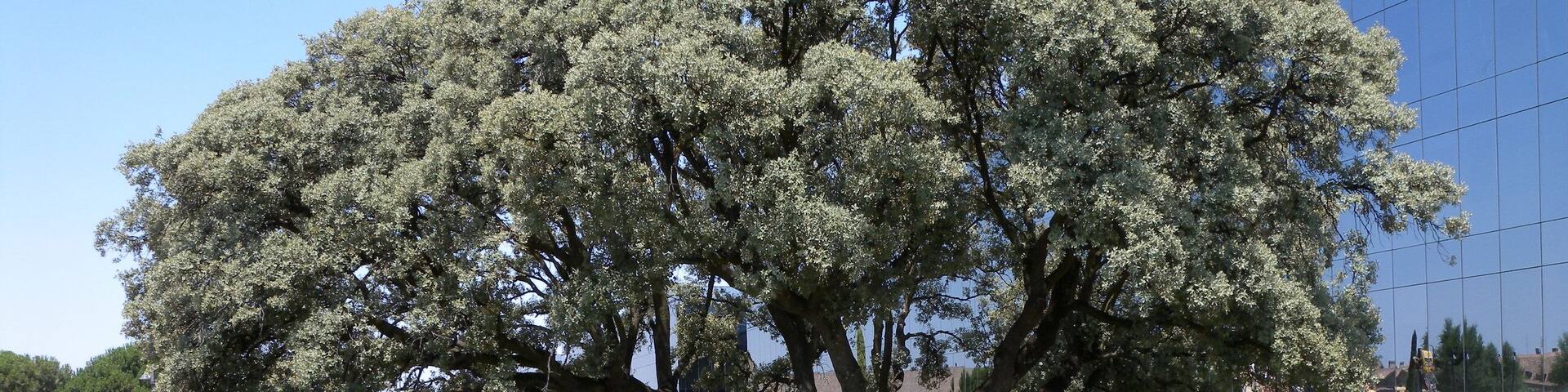 28223 Somosaguas, Madrid, Spain