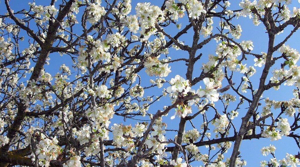 Flowery almond trees recall the Japanese gardens which from the turbulent film <a href="http://www.palmpictures.com/film/dolls.php">Dolls</a>. Los almendros en flor me recuerdan a los jardines japoneses de la turbulenta película <a href="http://www.palmpictures.com/film/dolls.php">Dolls</a>.