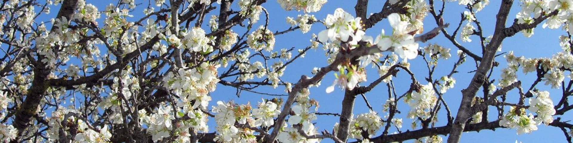Flowery almond trees recall the Japanese gardens which from the turbulent film <a href="http://www.palmpictures.com/film/dolls.php">Dolls</a>. Los almendros en flor me recuerdan a los jardines japoneses de la turbulenta película <a href="http://www.palmpictures.com/film/dolls.php">Dolls</a>.