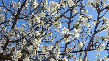 Flowery almond trees recall the Japanese gardens which from the turbulent film Dolls. Los almendros en flor me recuerdan a los jardines japoneses de la turbulenta película Dolls.