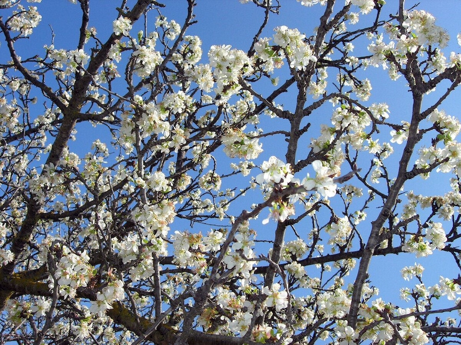 Un árbol con flores blancas contra un cielo azul despejado.