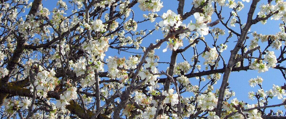 A tree with white blossoms against a clear blue sky.