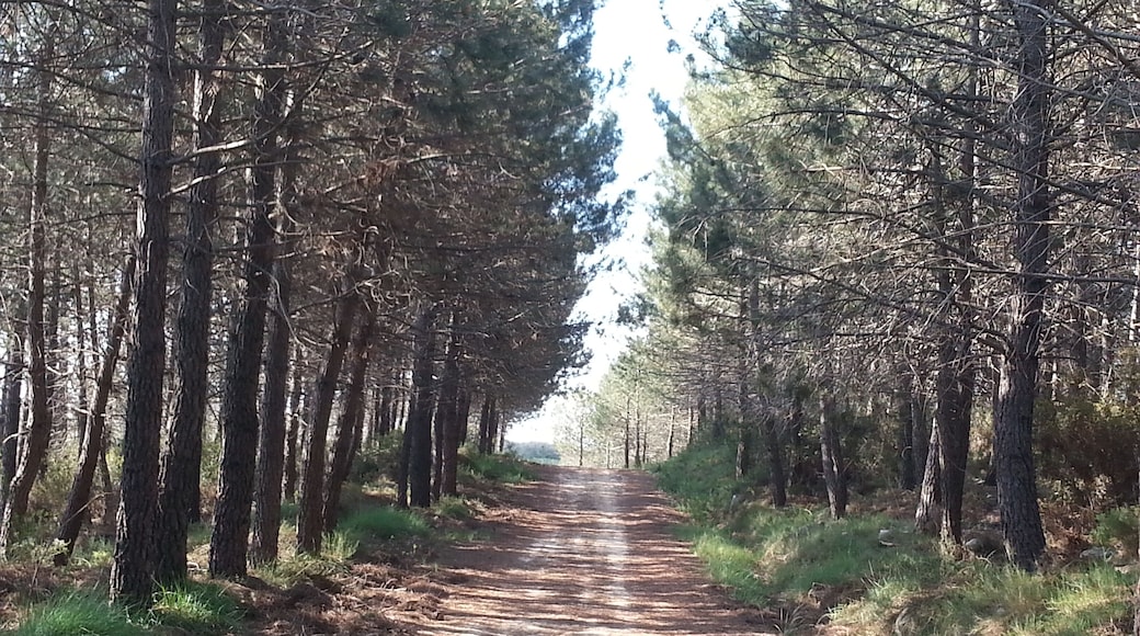 Road through El Surar 1, Pinet, Valencia