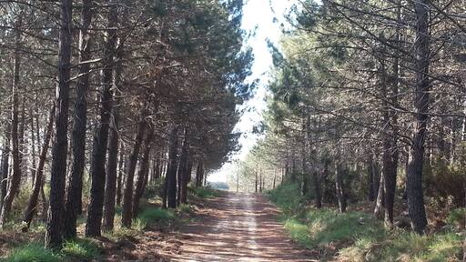 Road through El Surar 1, Pinet, Valencia