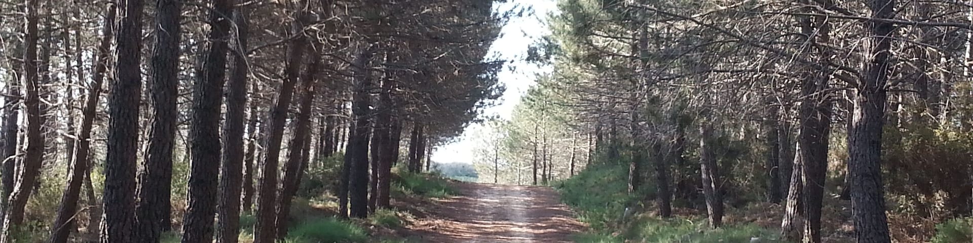 Road through El Surar 1, Pinet, Valencia