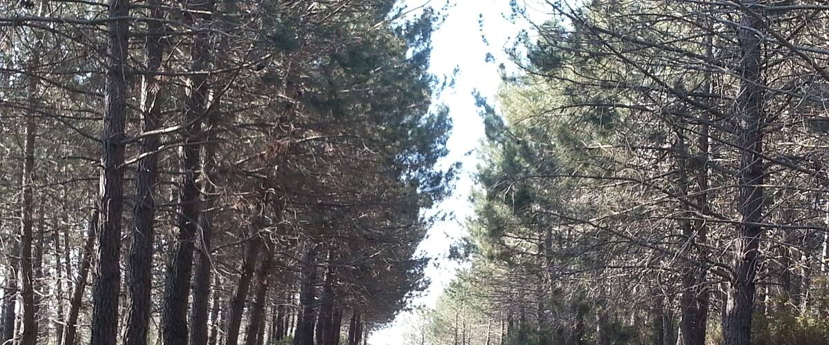 A dirt path flanked by tall pine trees.