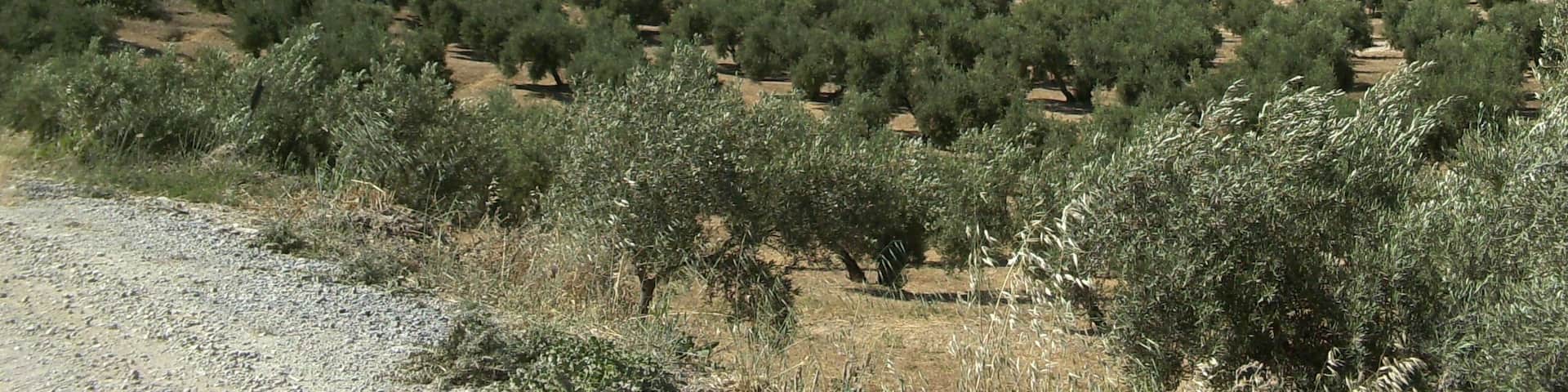 Vista del oppidum de Cabeza Baja de Encina Hermosa.