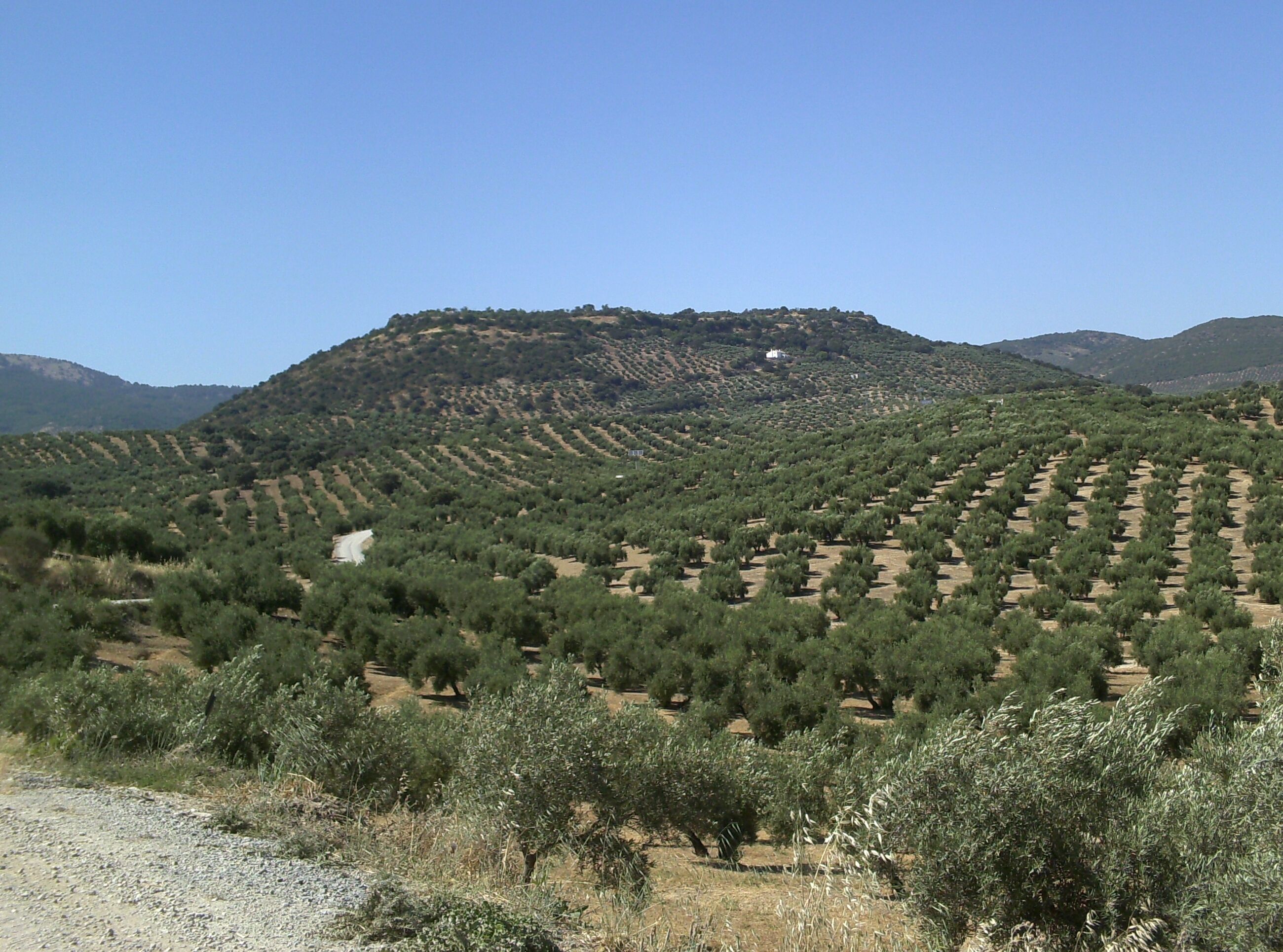 A hilly landscape with olive groves and a white building on a hill.