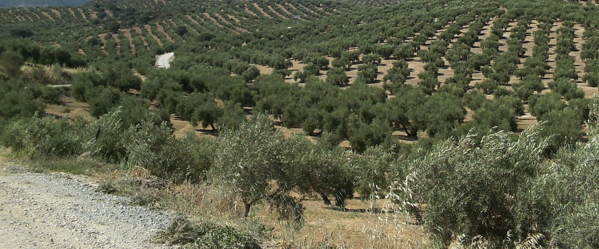 A hilly landscape with olive groves and a white building on a hill.