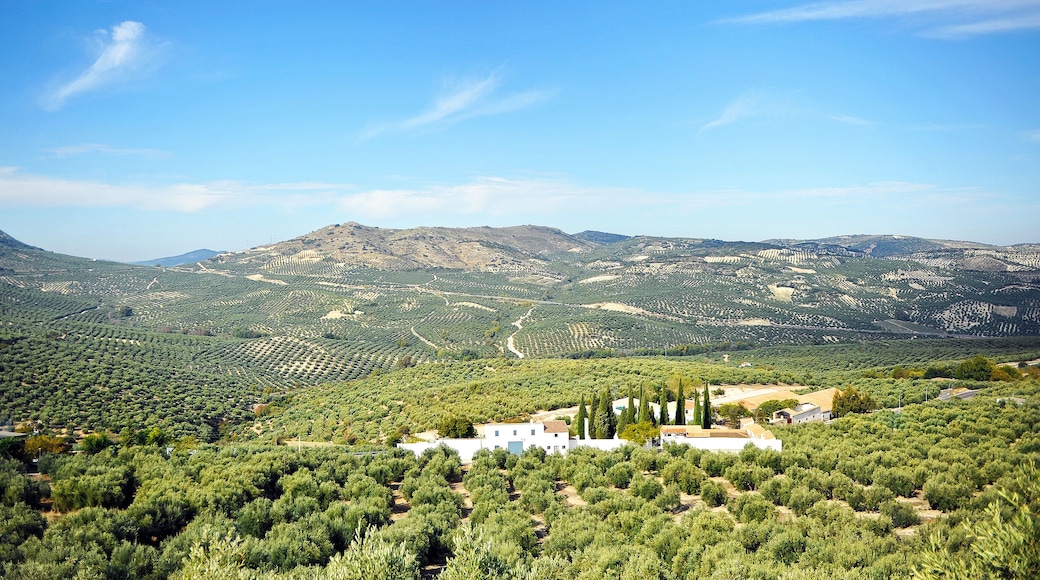 A landscape with olive groves, a white building, and rolling hills under a clear sky.