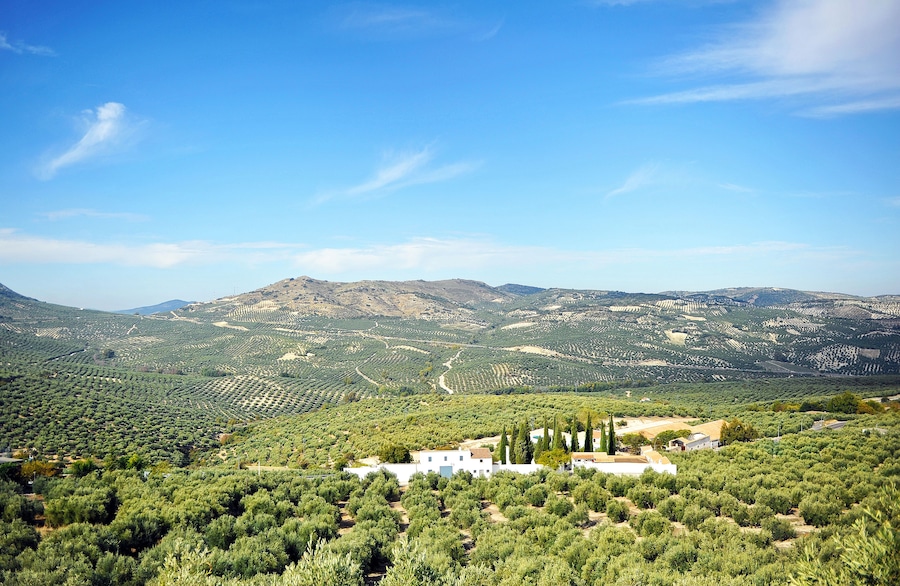 A landscape with olive groves, a white building, and rolling hills under a clear sky.