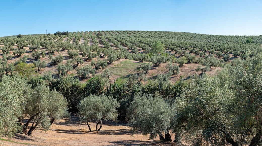 Jaen province of sea of ancient olive trees in Andalusia Spain panoramic photography