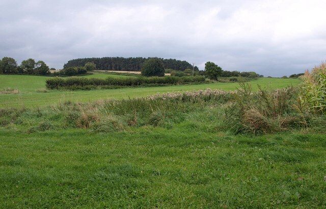 Near Dinnington From a footpath to Seavington St Mary, a view past the corner of a maize field to an intermittent hedge. In the distance is Wood Close Copse, in ST3912.