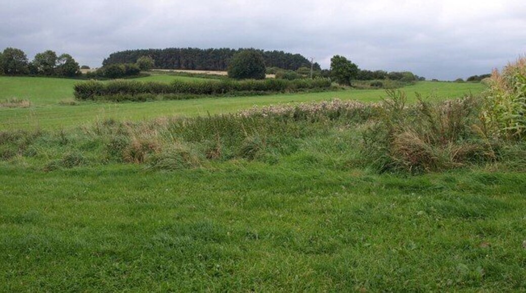 Near Dinnington From a footpath to Seavington St Mary, a view past the corner of a maize field to an intermittent hedge. In the distance is Wood Close Copse, in ST3912.