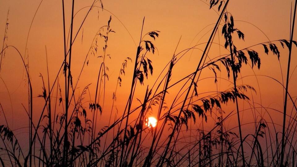 A sunset with tall grasses silhouetted against a warm sky.