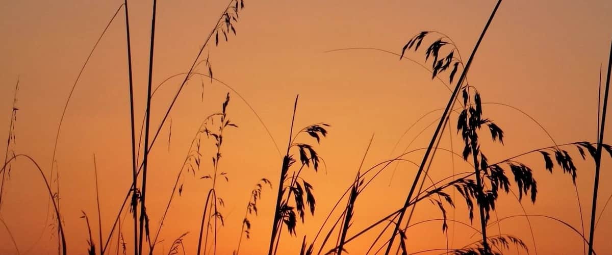 A sunset with tall grasses silhouetted against a warm sky.