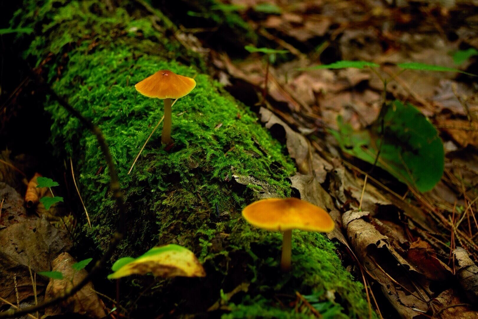 Lush green moss hives a nice home to these forest mushrooms up high in the Mahoosuc Mountains of Western Maine.