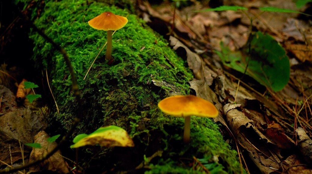 Lush green moss hives a nice home to these forest mushrooms up high in the Mahoosuc Mountains of Western Maine.