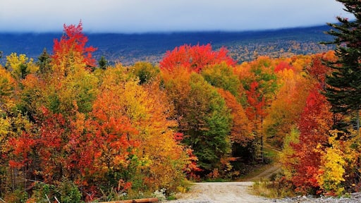 Foliage in full bloom in Western Maine.
#BestOf5