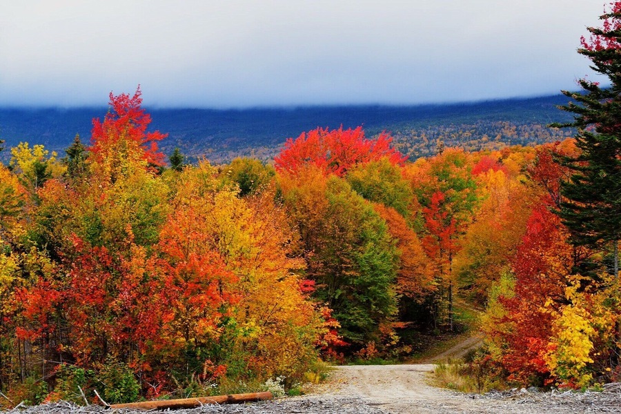 Foliage in full bloom in Western Maine.
#BestOf5