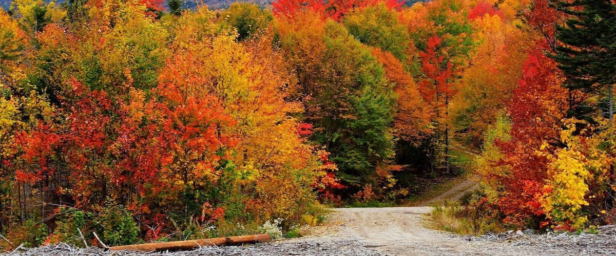 A forest with autumn foliage and a dirt path leading through it.