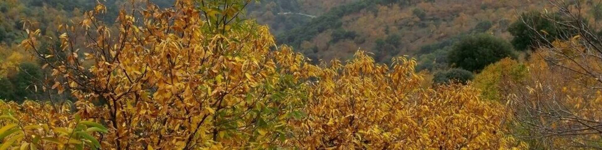 Pujerra, desde el sendero que va de Cartajima a Júzcar (PR-A 224), Serranía de Ronda, Málaga, España. Paisajes de encinas y castaños.