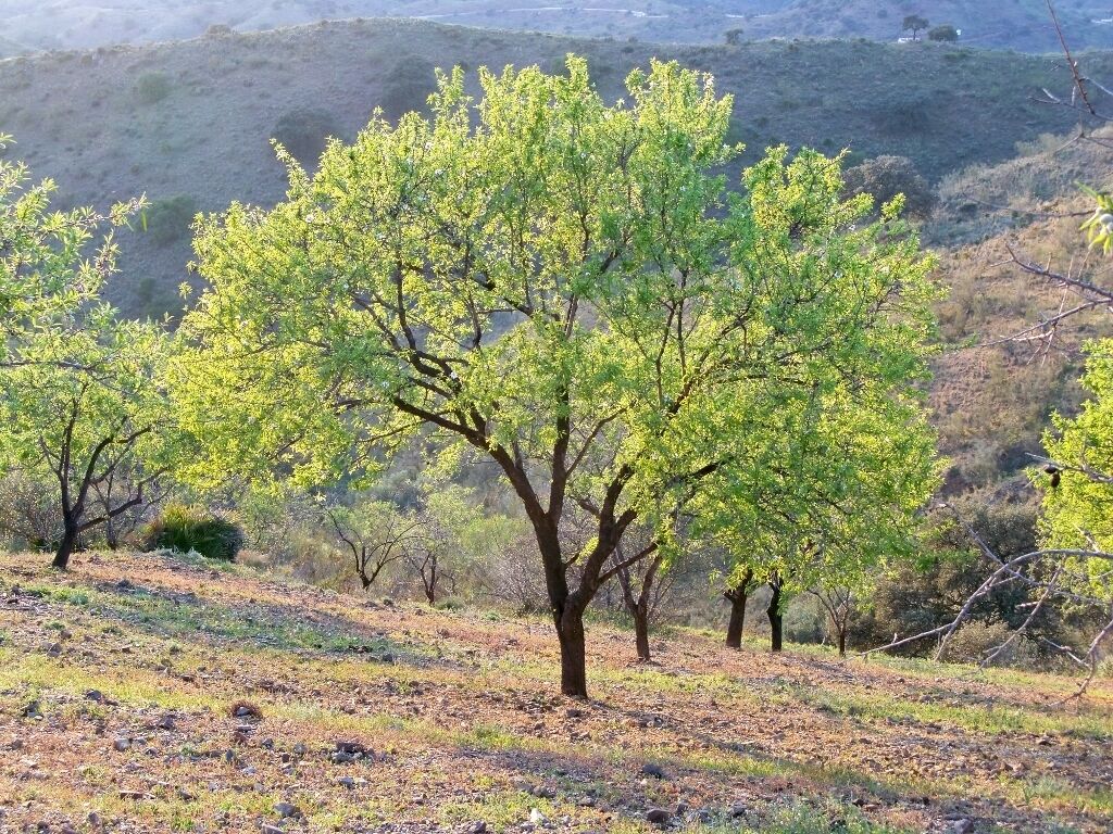 Almond (Prunus dulcis) in Montes de Málaga, Spain.